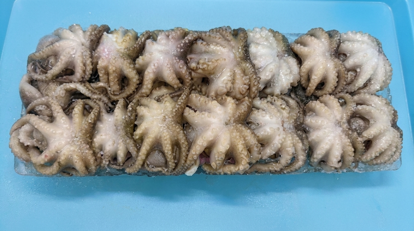 Baby Octopus view 1